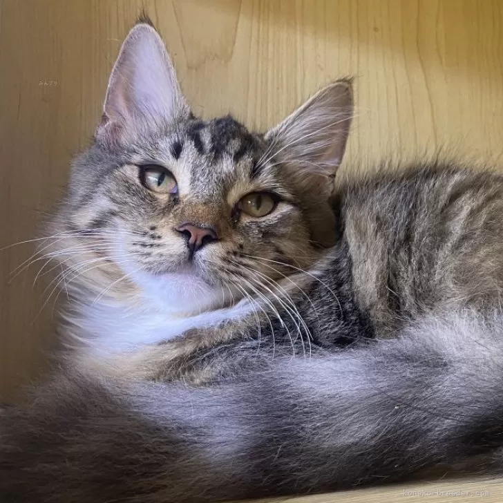 T.K 様のお迎えした子猫