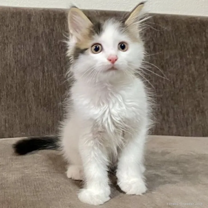 ID:2309-01144の子猫
