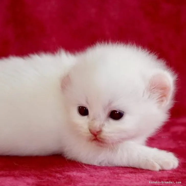 ID：2309-00289の子猫