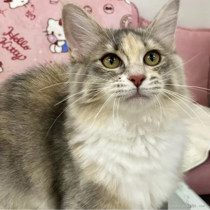 ID：2406-02658の子猫