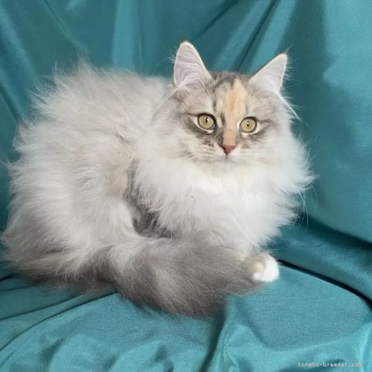 ID:2210-00980の子猫
