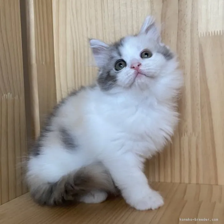 ID:2305-02057の子猫