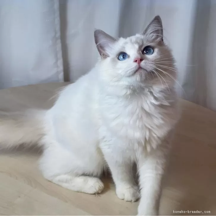 ID：2406-02935の子猫