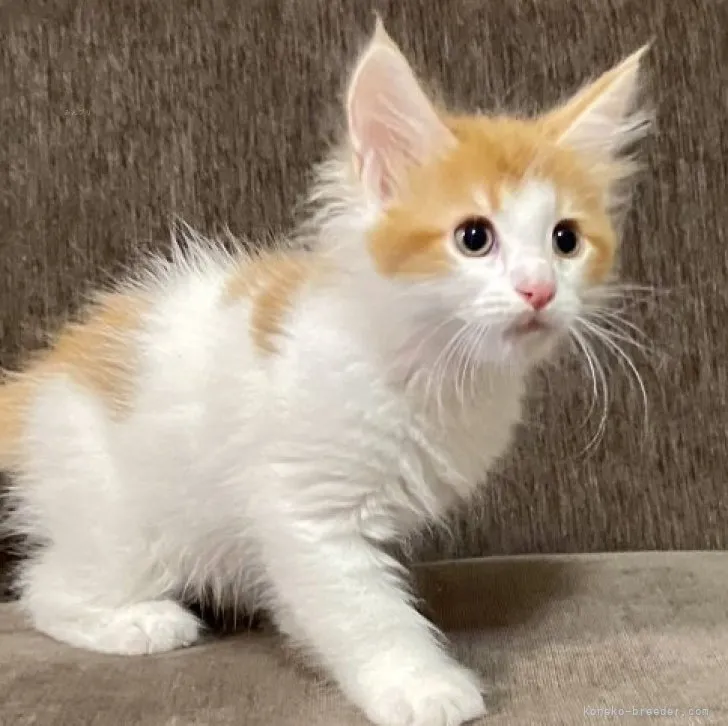 ID:2309-01105の子猫