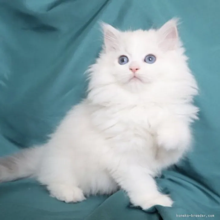ID:2303-02027の子猫
