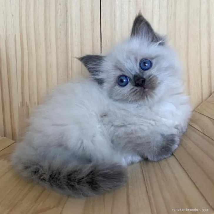 ID:2306-00919の子猫