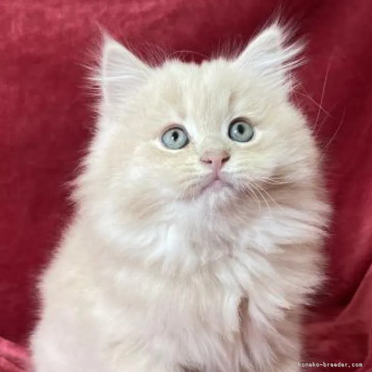 ID：2210-03140の子猫
