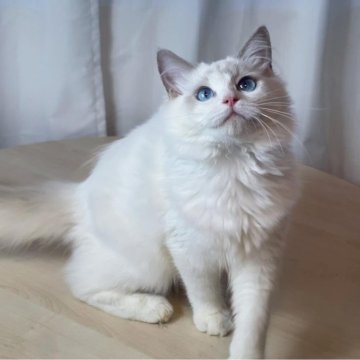 ラグドール【東京都・男の子・2024年5月7日・ブルーポイントバイカラー】の写真「顔、体、毛量欠点なし」