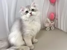 ブリティッシュロングヘア【東京都・男の子・2025年5月20日・ゴールデン】の写真10