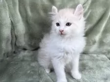 アメリカンカール【東京都・男の子・2025年10月4日・クリームタビー&ホワイト】の写真10