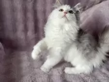 サイベリアン【東京都・女の子・2025年7月1日・ブルー&ホワイト】の写真6