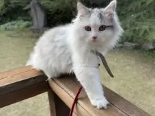 サイベリアン【東京都・女の子・2025年7月1日・ブルー&ホワイト】の写真2