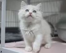 ラグドール【東京都・女の子・2025年10月18日・ブルーリンクスポイントバイカラー】の写真3