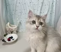 ブリティッシュロングヘア【東京都・男の子・2025年5月20日・ゴールデン】の写真12