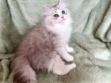 サイベリアン【東京都・男の子・2025年7月1日・シルバータビー&ホワイト】の写真10