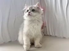 ブリティッシュロングヘア【東京都・男の子・2025年5月20日・ゴールデン】の写真7