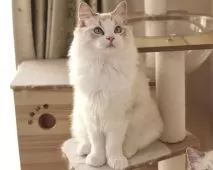 ラグドール【東京都・男の子・2025年5月18日・シールリンクスポイントバイカラー】の写真13