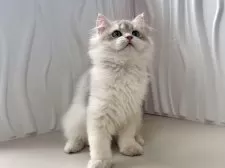 ブリティッシュロングヘア【東京都・男の子・2025年5月20日・ゴールデン】の写真8