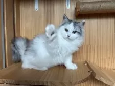 サイベリアン【東京都・女の子・2025年7月1日・ブルー&ホワイト】の写真3