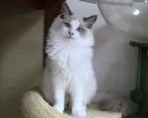 ラグドール【東京都・男の子・2025年5月28日・ブルーポイントバイカラー】の写真7