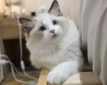 ラグドール【東京都・女の子・2025年7月9日・シールポイントバイカラー】の写真6