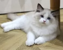 ラグドール【東京都・女の子・2025年7月9日・シールポイントバイカラー】の写真5