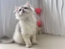 ブリティッシュロングヘア【東京都・男の子・2025年5月20日・ゴールデン】の写真5