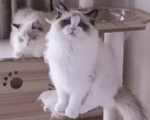 ラグドール【東京都・女の子・2025年7月9日・シールポイントバイカラー】の写真4