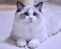 ラグドール【東京都・女の子・2025年7月9日・シールポイントバイカラー】の写真6