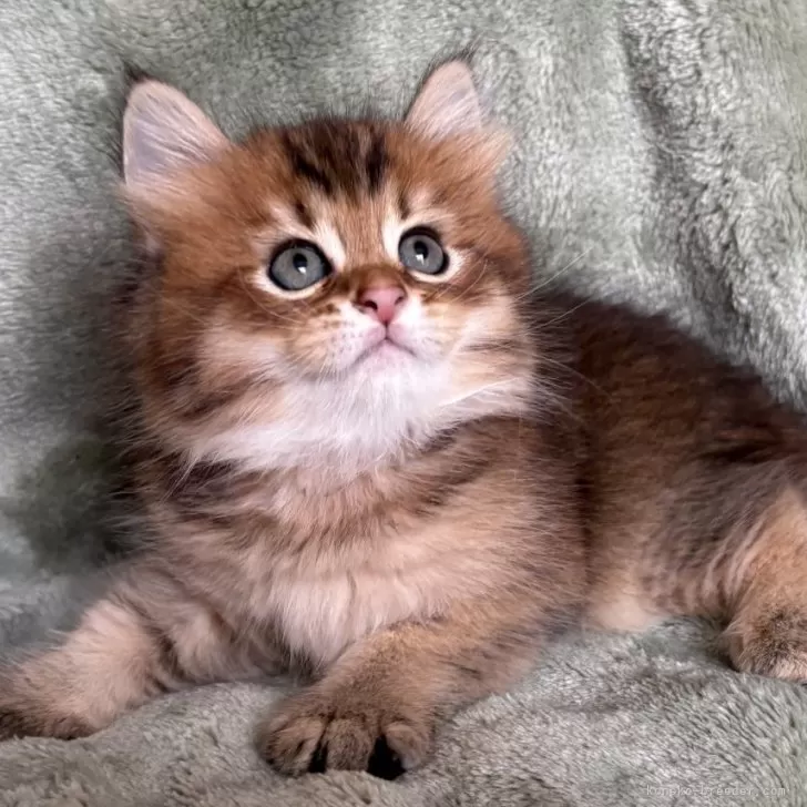 ID:2507-03246の子猫