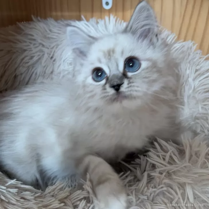 ID：2507-03254の子猫