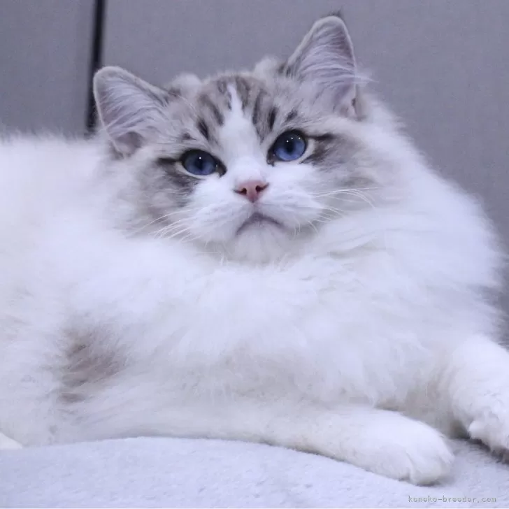 ラグドール【東京都・男の子・2025年5月14日・シールリンクスポイントバイカラー】の写真1