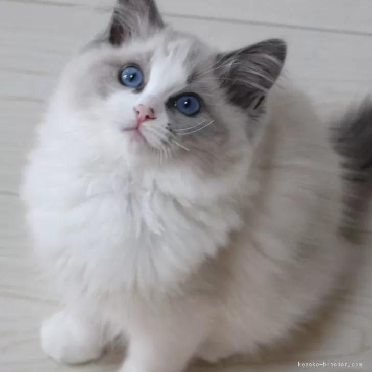 ID:2503-01728の子猫