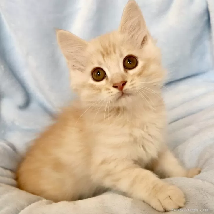 ID：2507-03152の子猫