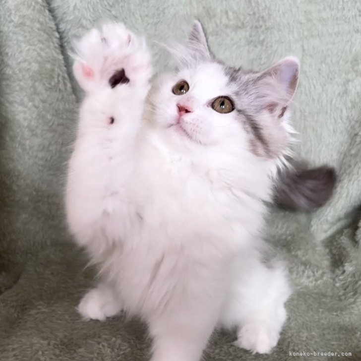 ブリーダー画像