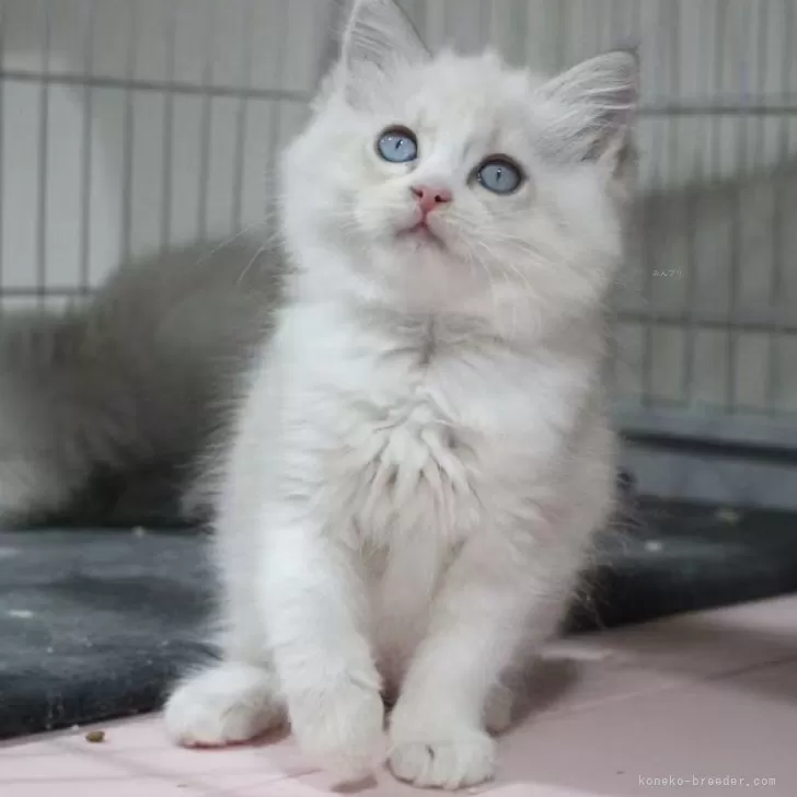 ラグドール【東京都・女の子・2025年10月18日・ブルーリンクスポイントバイカラー】の写真1