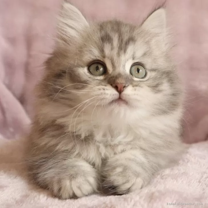 ID：2508-01716の子猫