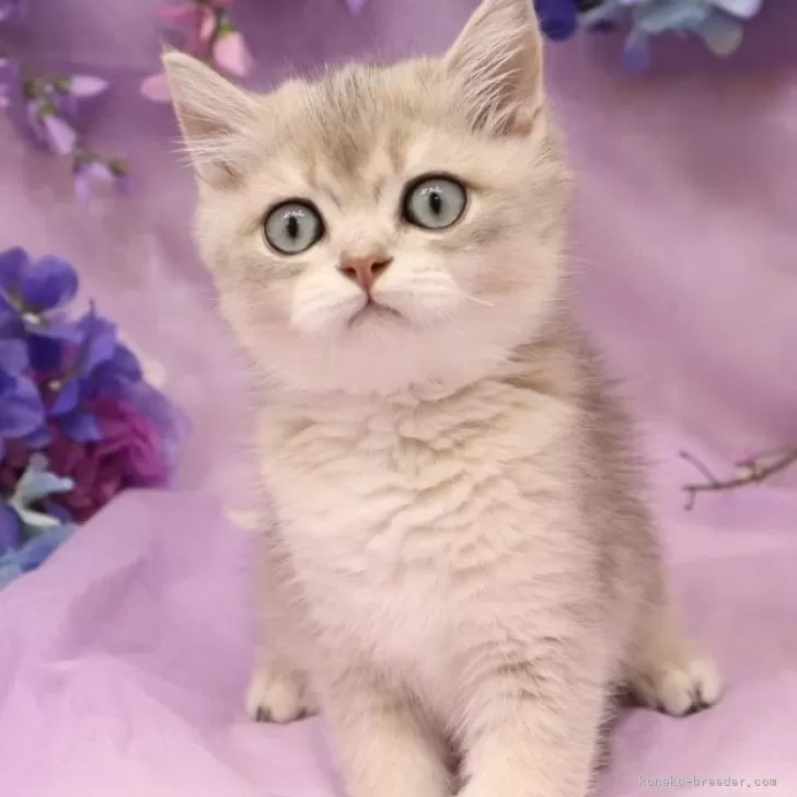 ID：2506-02486の子猫