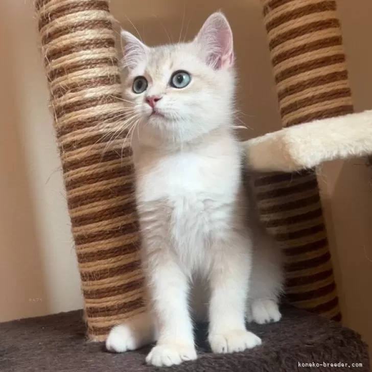 ID：2507-01551の子猫