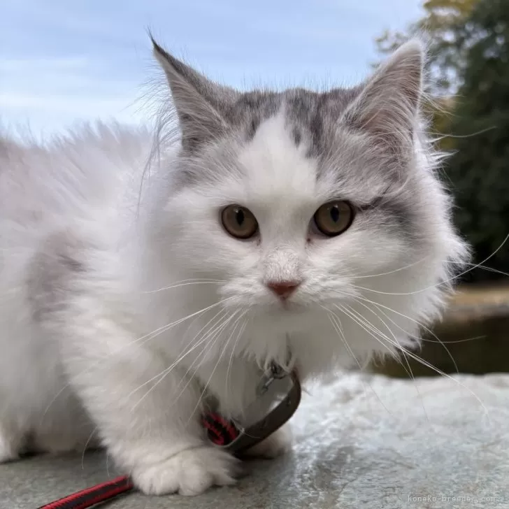 サイベリアン【東京都・女の子・2025年7月1日・ブルー&amp;ホワイト】の写真1