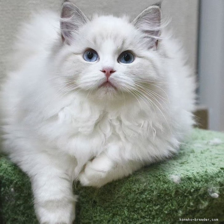 ブリーダー画像