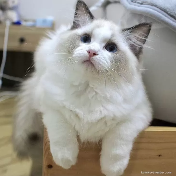 ラグドール【東京都・女の子・2025年7月9日・シールポイントバイカラー】の写真1