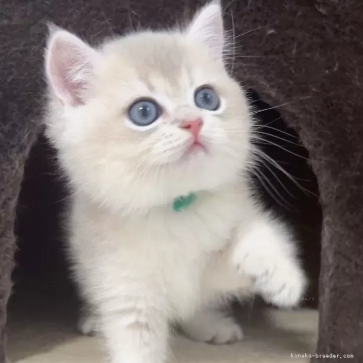 ID：2507-01536の子猫