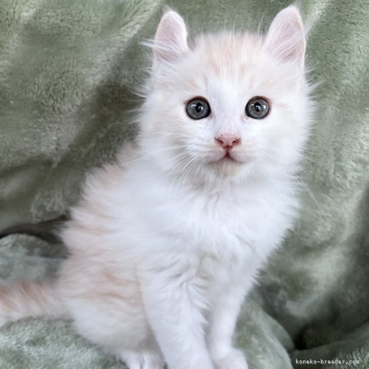 ブリーダー画像