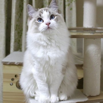 ラグドール【東京都・男の子・2025年5月18日・シールリンクスポイントバイカラー】の写真「⭐︎両親外産、顔立ち完璧」