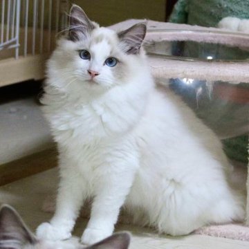 ラグドール【東京都・男の子・2025年5月28日・ブルーポイントバイカラー】の写真「⭐︎両親外産」