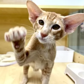 BICO オリエンタルショートヘア/彼女の太陽 BICO/オリエンタルショートヘア/彼女の太陽 BICO オリエンタル