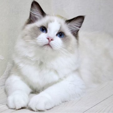 ラグドール【東京都・女の子・2025年7月9日・シールポイントバイカラー】の写真「⭐︎両親外産」