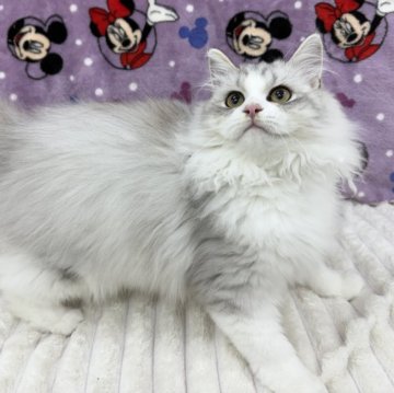 サイベリアン【東京都・男の子・2025年7月1日・シルバータビー&ホワイト】の写真「⭐︎顔丸い、ふわふわで可愛い」