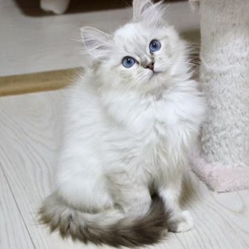 ラグドール【東京都・女の子・2025年8月24日・シールリンクスポイントミテッド】の写真「⭐︎両親外産」